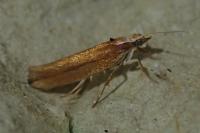 Ypsolopha parenthesella