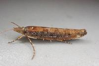 Ypsolopha ustella
