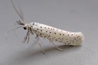 Yponomeuta evonymella