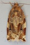 Archips xylosteana