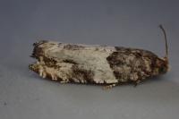 Gypsonoma sociana