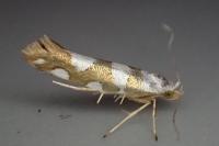 Argyresthia brockeella