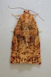 Archips oporana