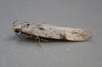 Carpatolechia alburnella