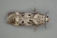 Chionodes electella