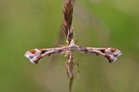 Platyptilia