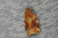 Archips xylosteana