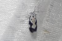 Ethmia quadrillella