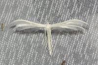 Pterophorus pentadactylus