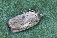 Agonopterix ocellana