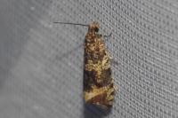 Celypha lacunana
