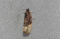 Hedya nubiferana