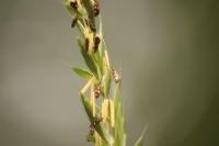 Micropterix aglaella