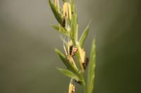 Micropterix aglaella