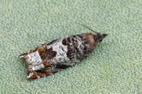 Ancylis achatana