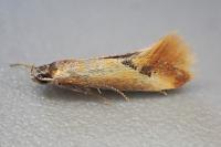 Batia lunaris