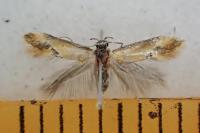 Batia lunaris