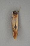 Batia lunaris