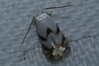 Pseudopostega crepusculella