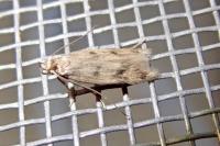 Borkhausenia nefrax