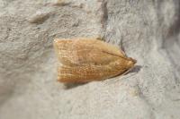 Clepsis consimilana
