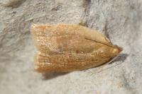 Clepsis consimilana