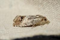 Cydia splendana