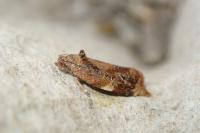 Ditula angustiorana