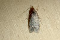 Symmoca signatella