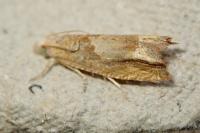 Eucosma conterminana