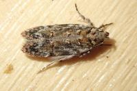 Psoricoptera gibbosella