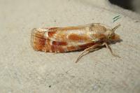 Rhyacionia buoliana