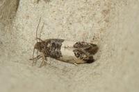 Spilonota ocellana