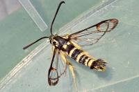 Synanthedon vespiformis