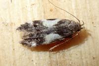 Teleiodes luculella