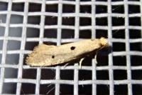 Tinea trinotella