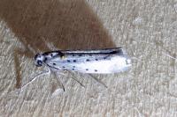 Yponomeuta sedella