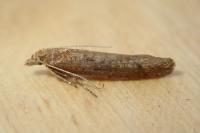 Ypsolopha ustella