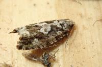 Zeiraphera isertana