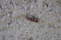 Scythris scopolella
