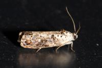 Hedya salicella
