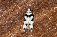 Pseudotelphusa scalella