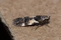 Teleiodes luculella