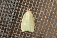 Tortrix viridana