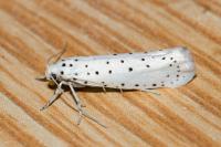 Yponomeuta