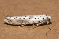 Yponomeuta irrorella