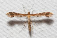 Oxyptilus
