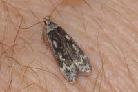 Anacampsis blattariella/populella