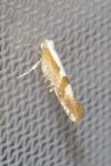 Argyresthia pruniella