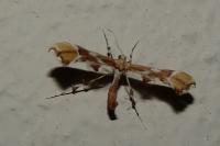 Cnaemidophorus rhododactylus
